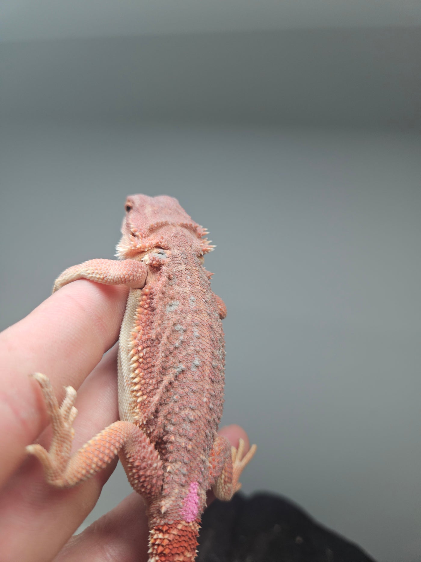 Red Devil Hypo Het Trans