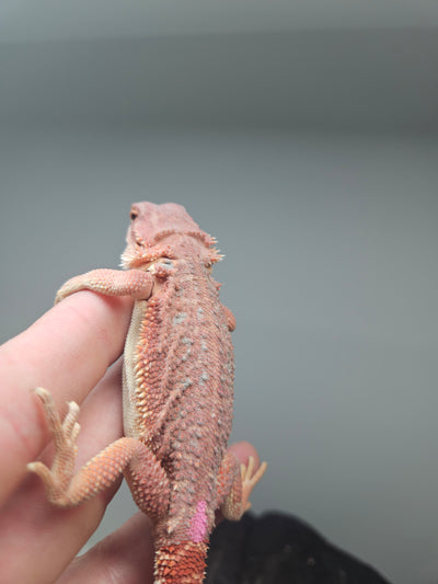 Red Devil Hypo Het Trans