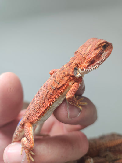 Red Devil Het Hypo Het Trans