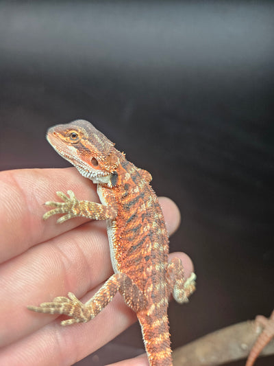 Red Devil Het Hypo Het Trans