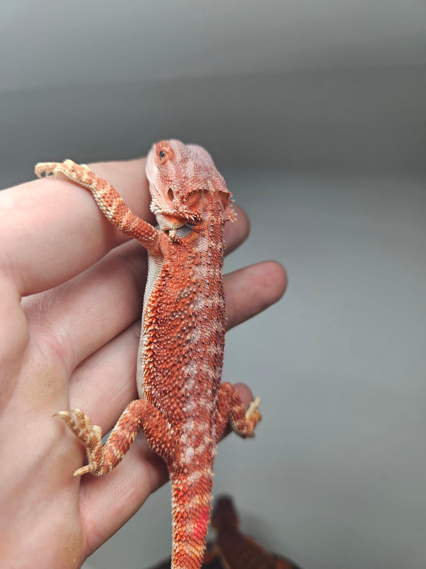 Red Devil Hypo