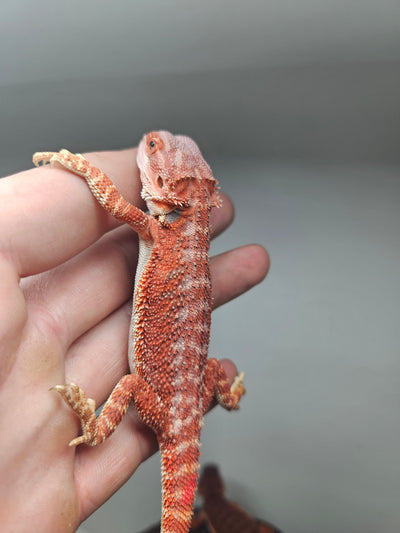 Red Devil Hypo