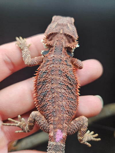 Purple Devil Het Hypo Het Trans
