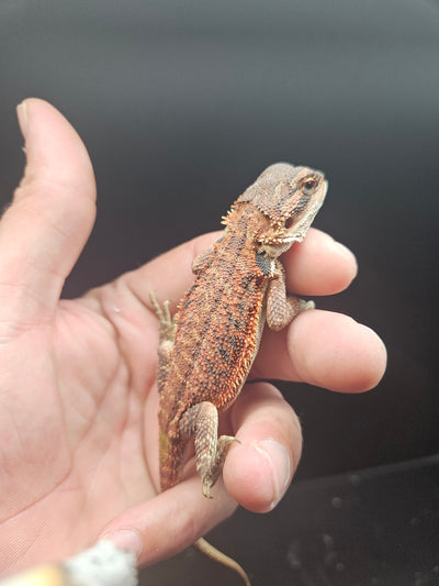 Red Devil Het Hypo Het Trans