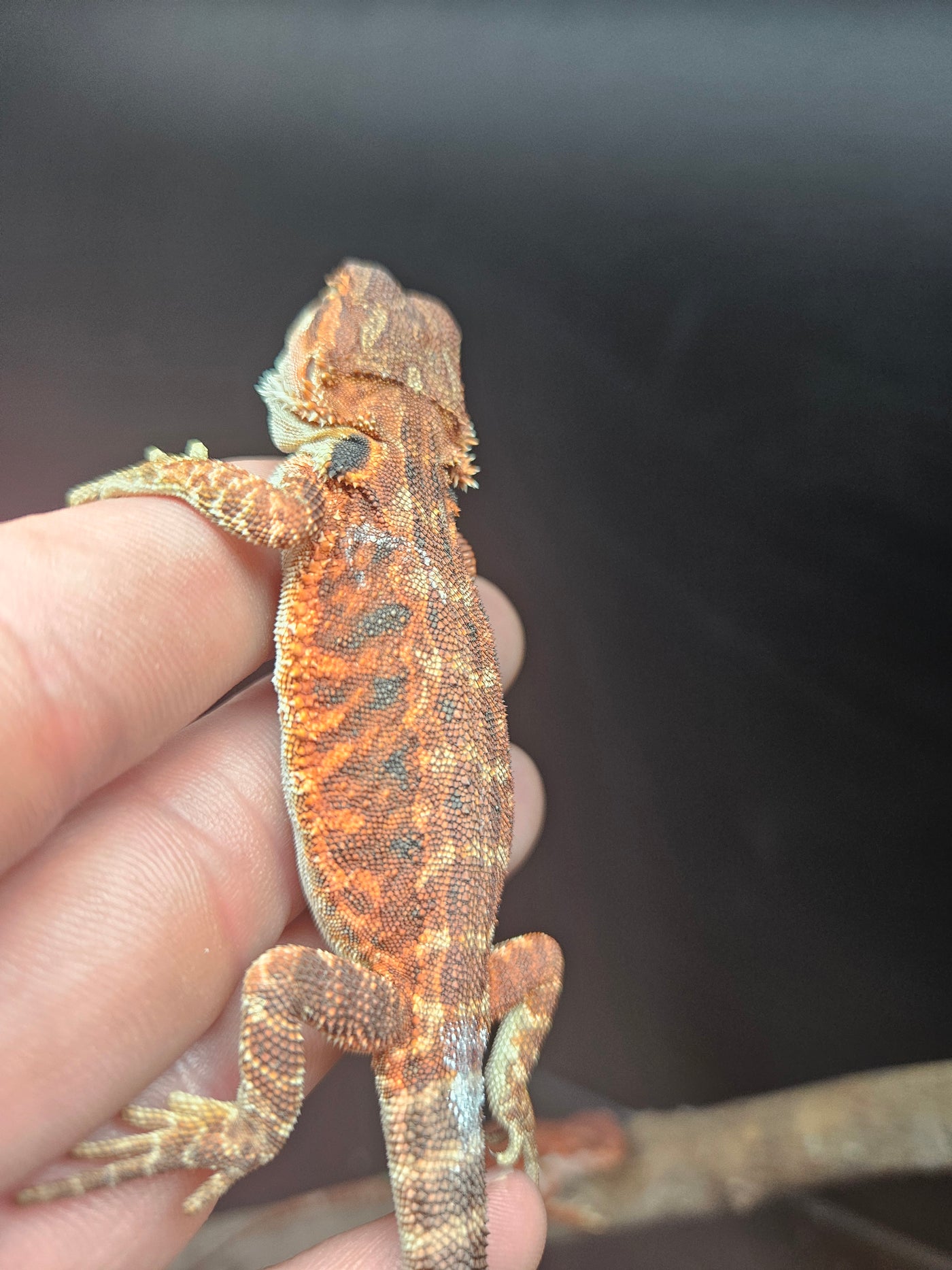 Red Devil Het Hypo Het Trans Leatherback