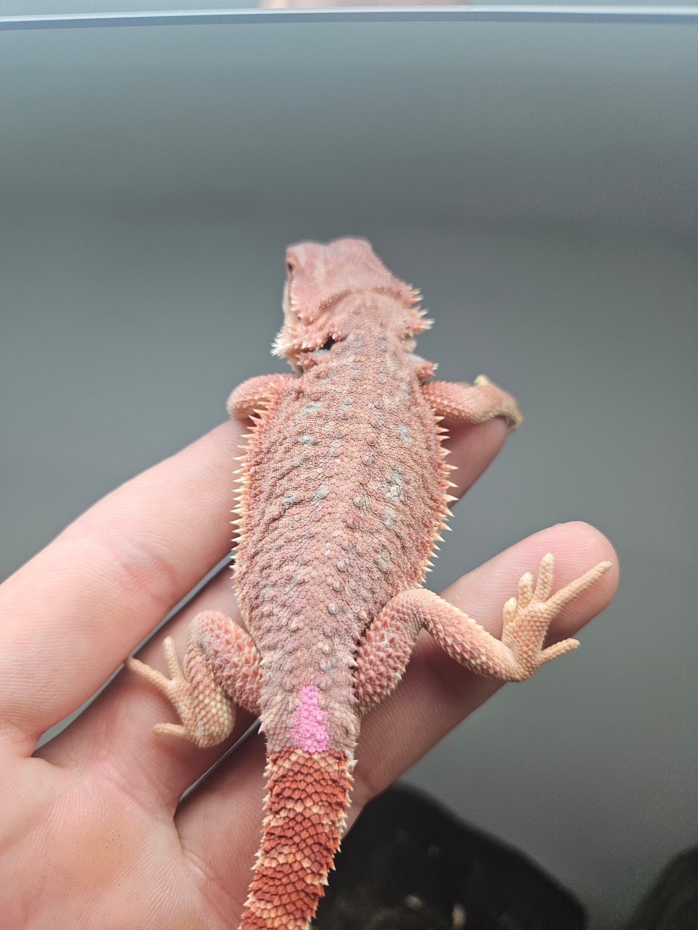 Red Devil Hypo Het Trans