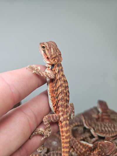 Red Devil Het Hypo Het Trans