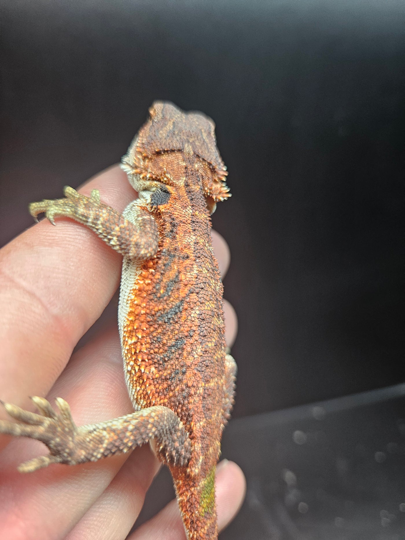 Red Devil Het Hypo Het Trans