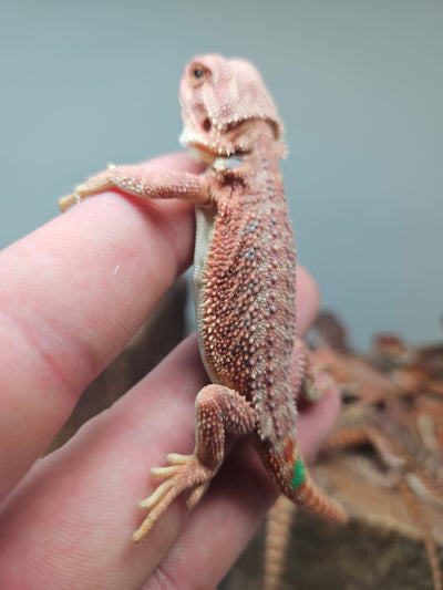 Red Devil Hypo Het Trans