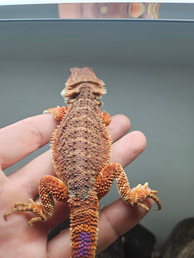 Red Devil Het Hypo Het Trans
