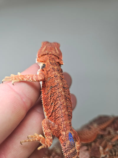 Red Devil Het Hypo Het Trans