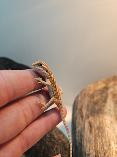 Red Phase Hypo Het Trans