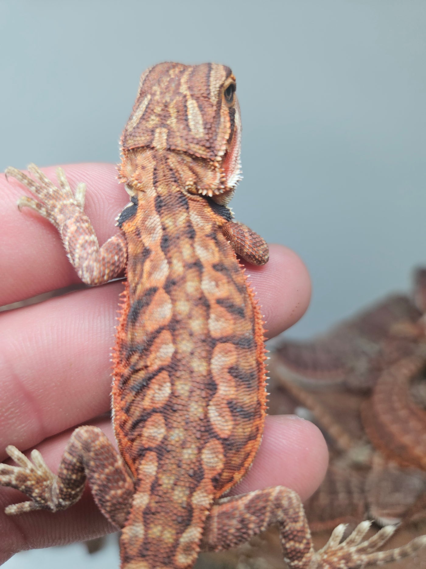Red Devil Het Hypo Het Trans