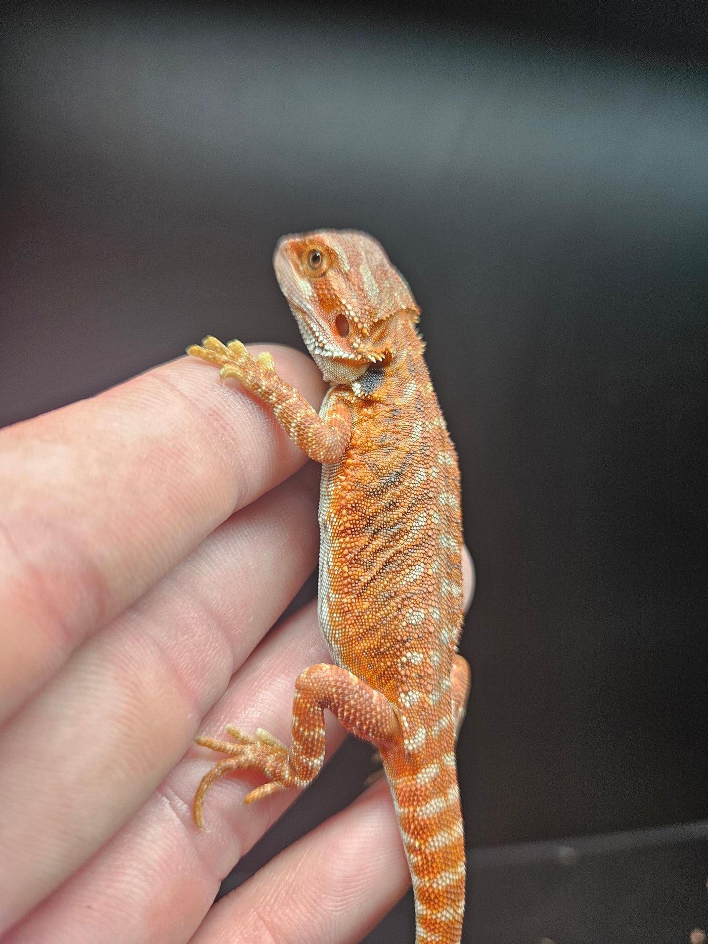 Orange Devil Het Hypo Het Trans