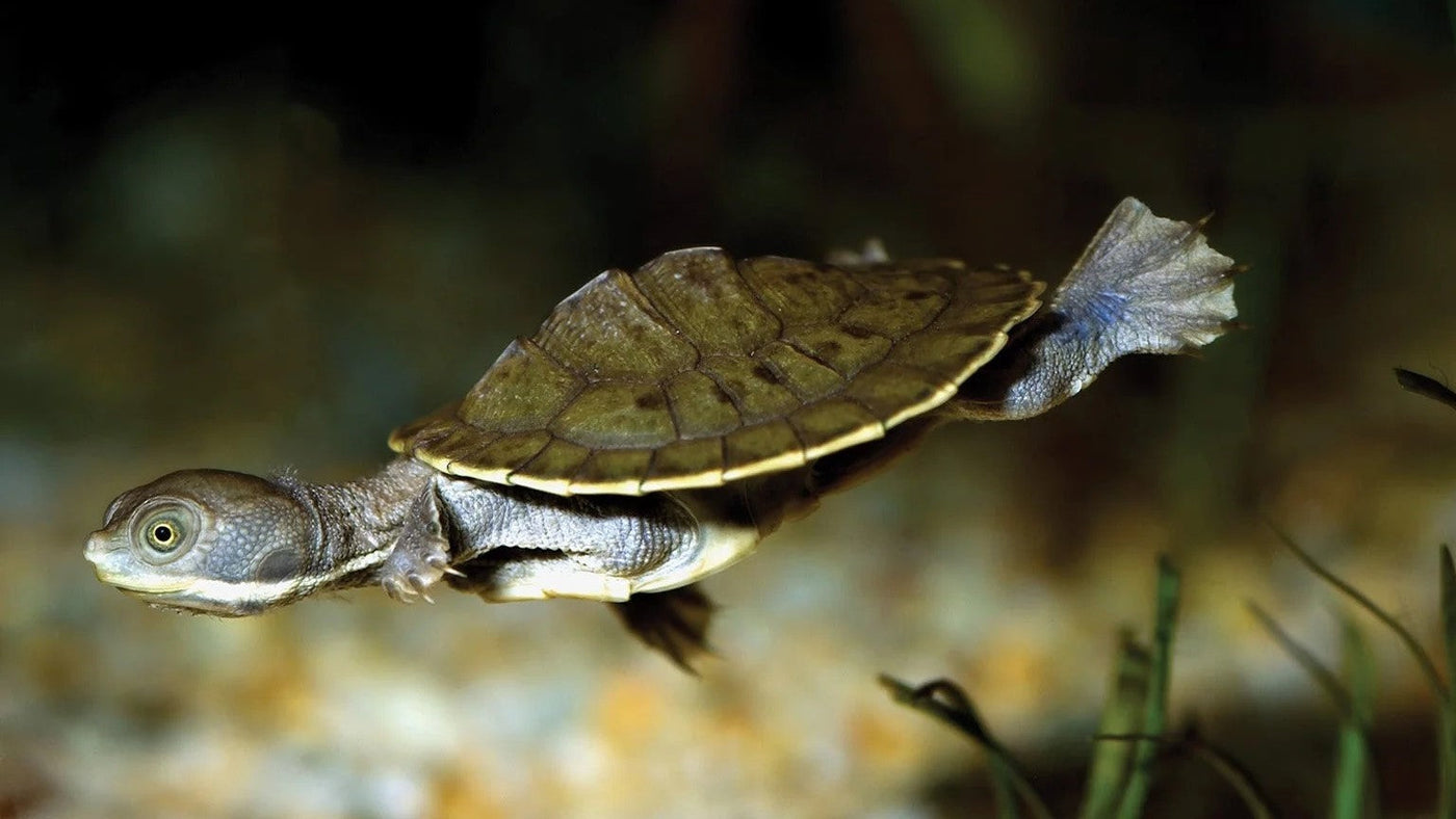 Macquarie Short-Necked Turtle hatchlings (Emydura macquarii)