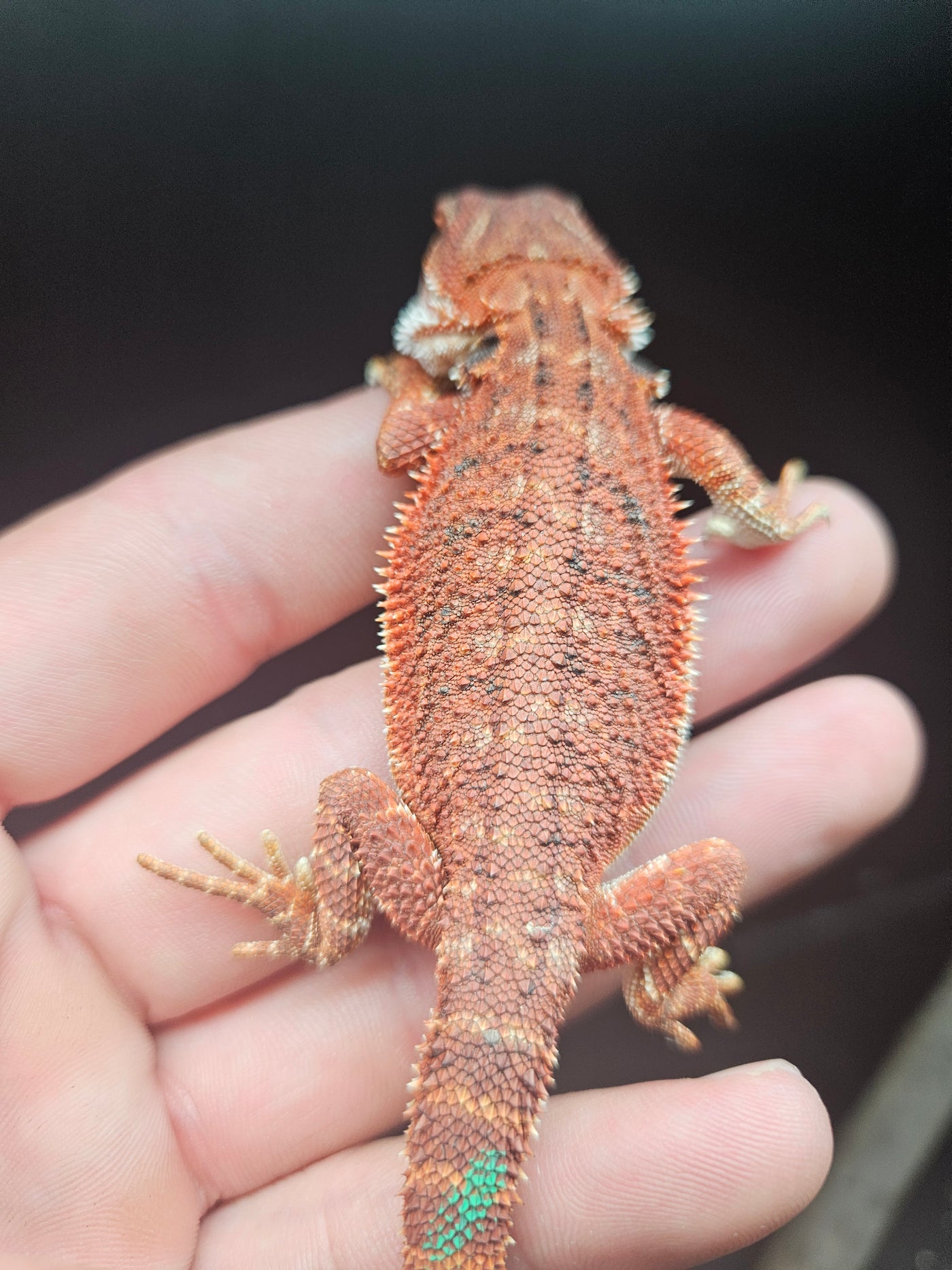 Red Devil Het Hypo Het Trans