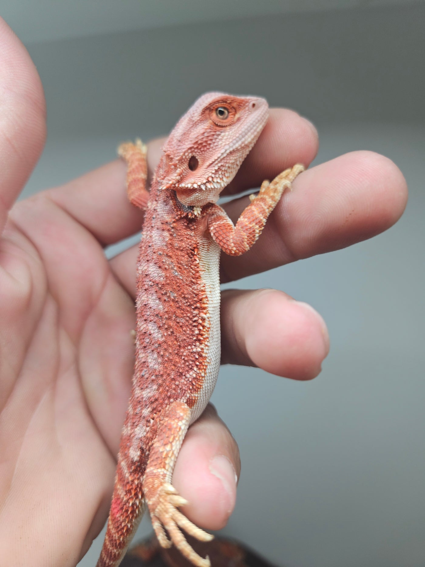 Red Devil Hypo