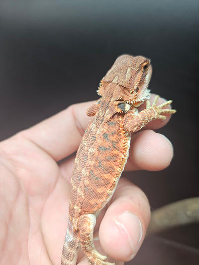 Red Devil Het Hypo Het Trans Leatherback