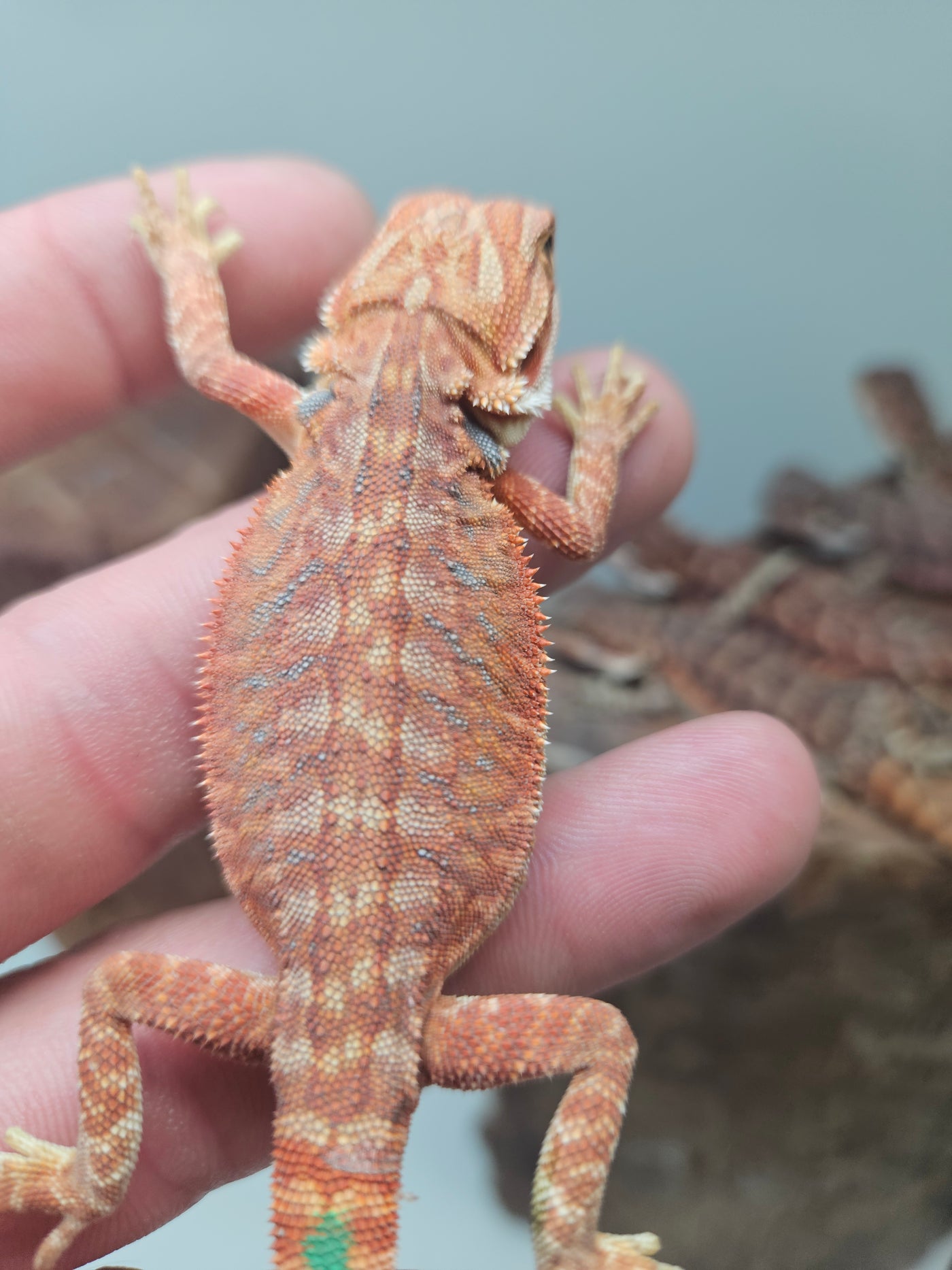 Orange Devil Hypo Het Trans