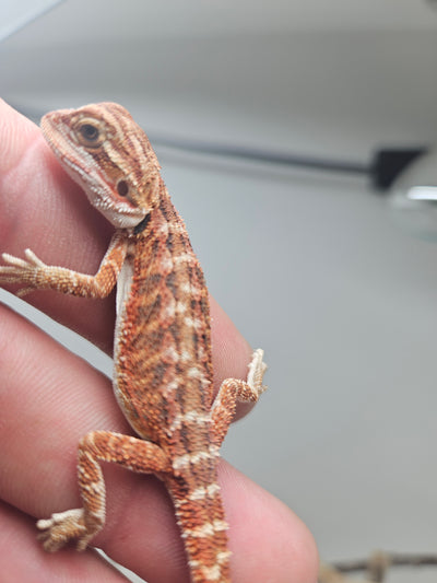 Red Phase 100% Het Hypo Het Trans