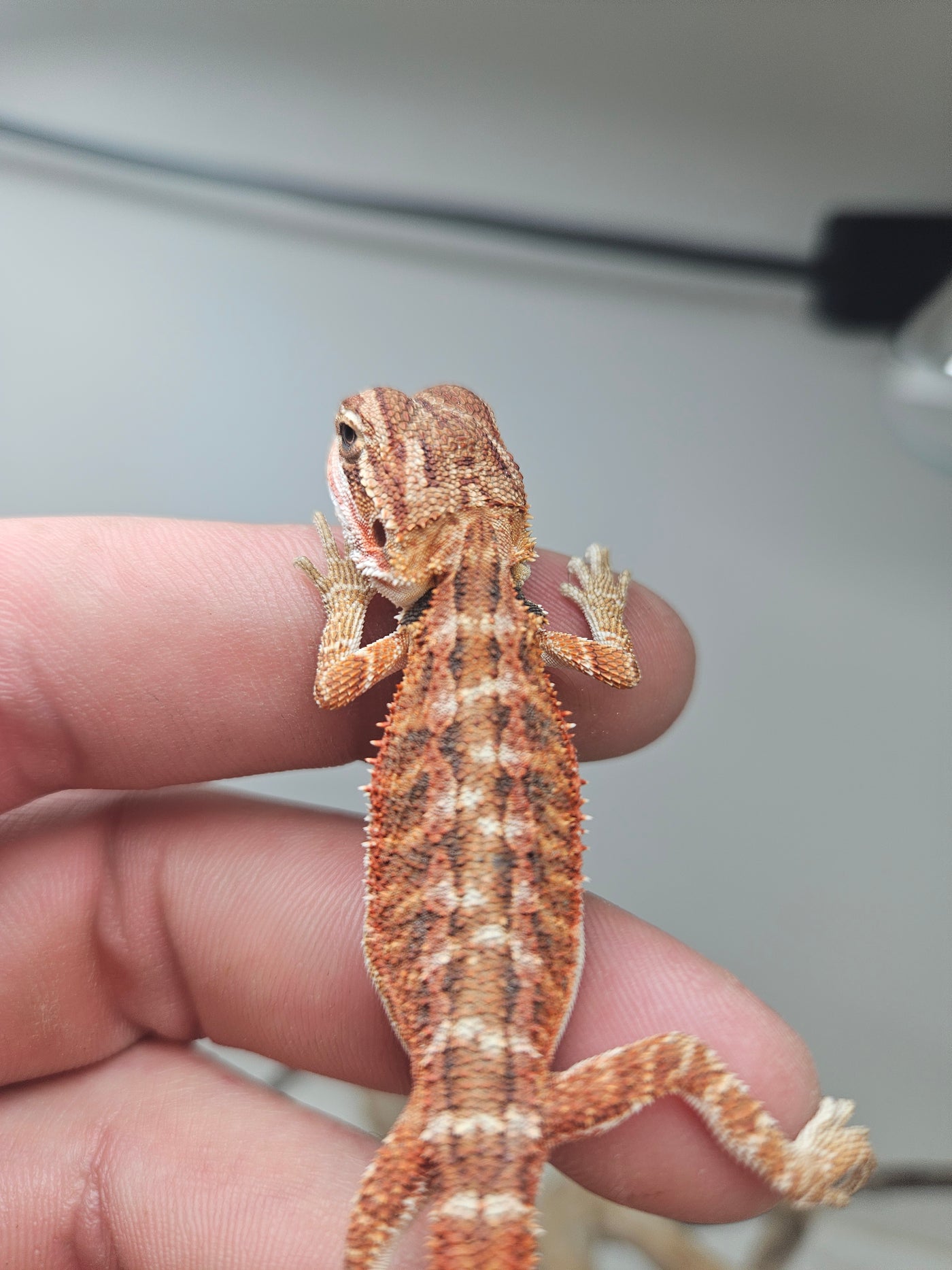 Red Phase 100% Het Hypo Het Trans