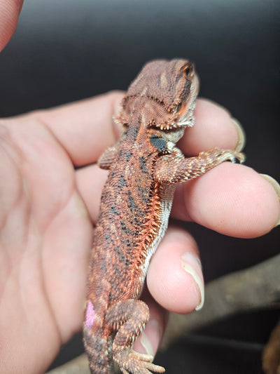 Purple Devil Het Hypo Het Trans