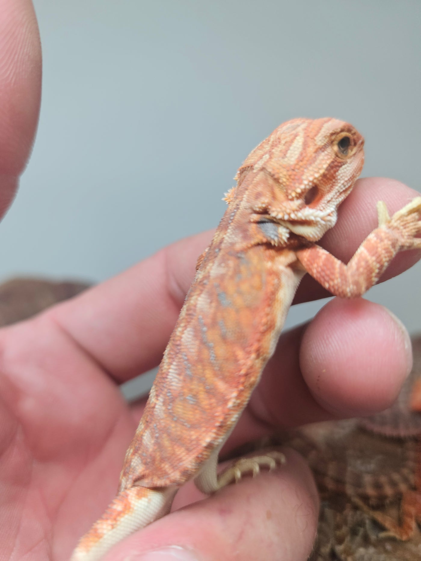 Orange Devil Hypo Het Trans