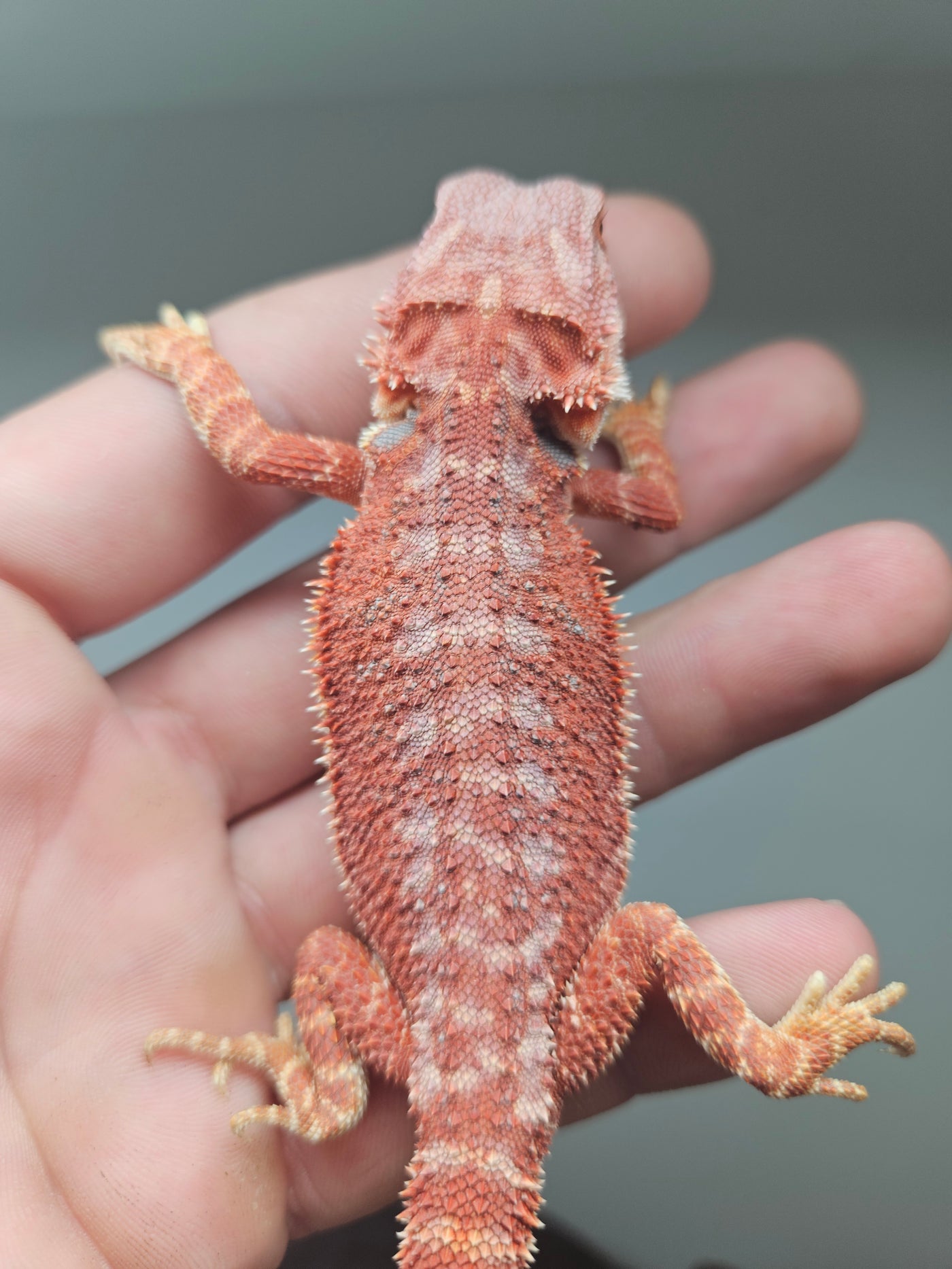 Red Devil Hypo