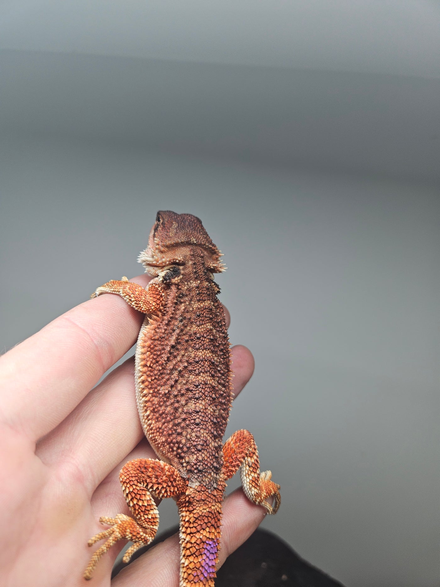 Red Devil Het Hypo Het Trans