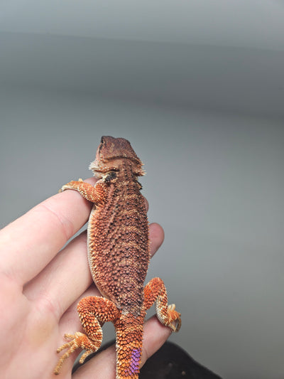 Red Devil Het Hypo Het Trans