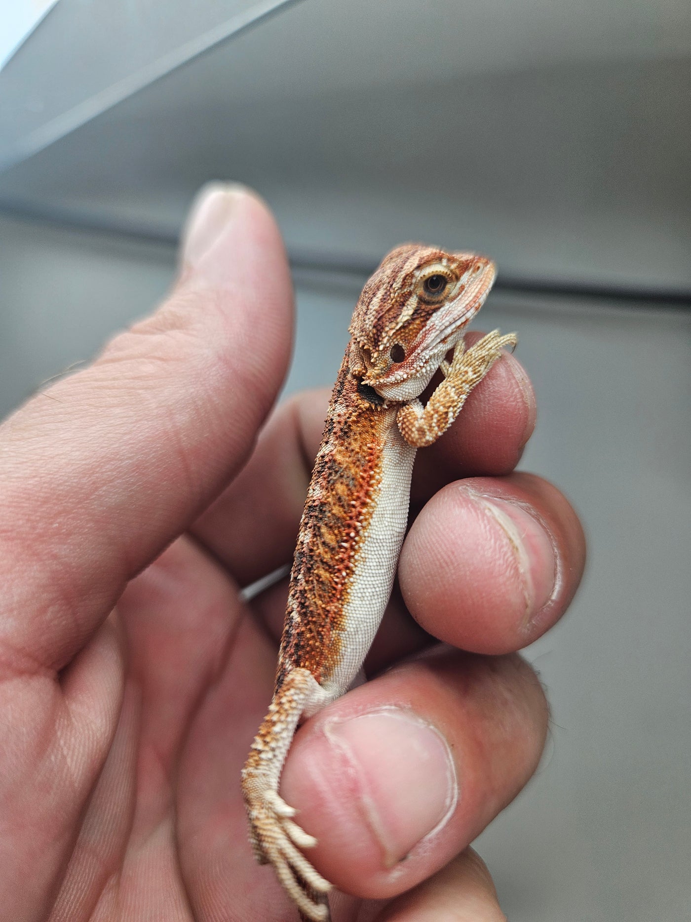Red Phase 100% Het Hypo Het Trans