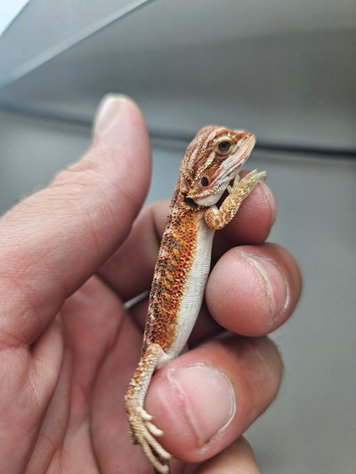 Red Phase 100% Het Hypo Het Trans