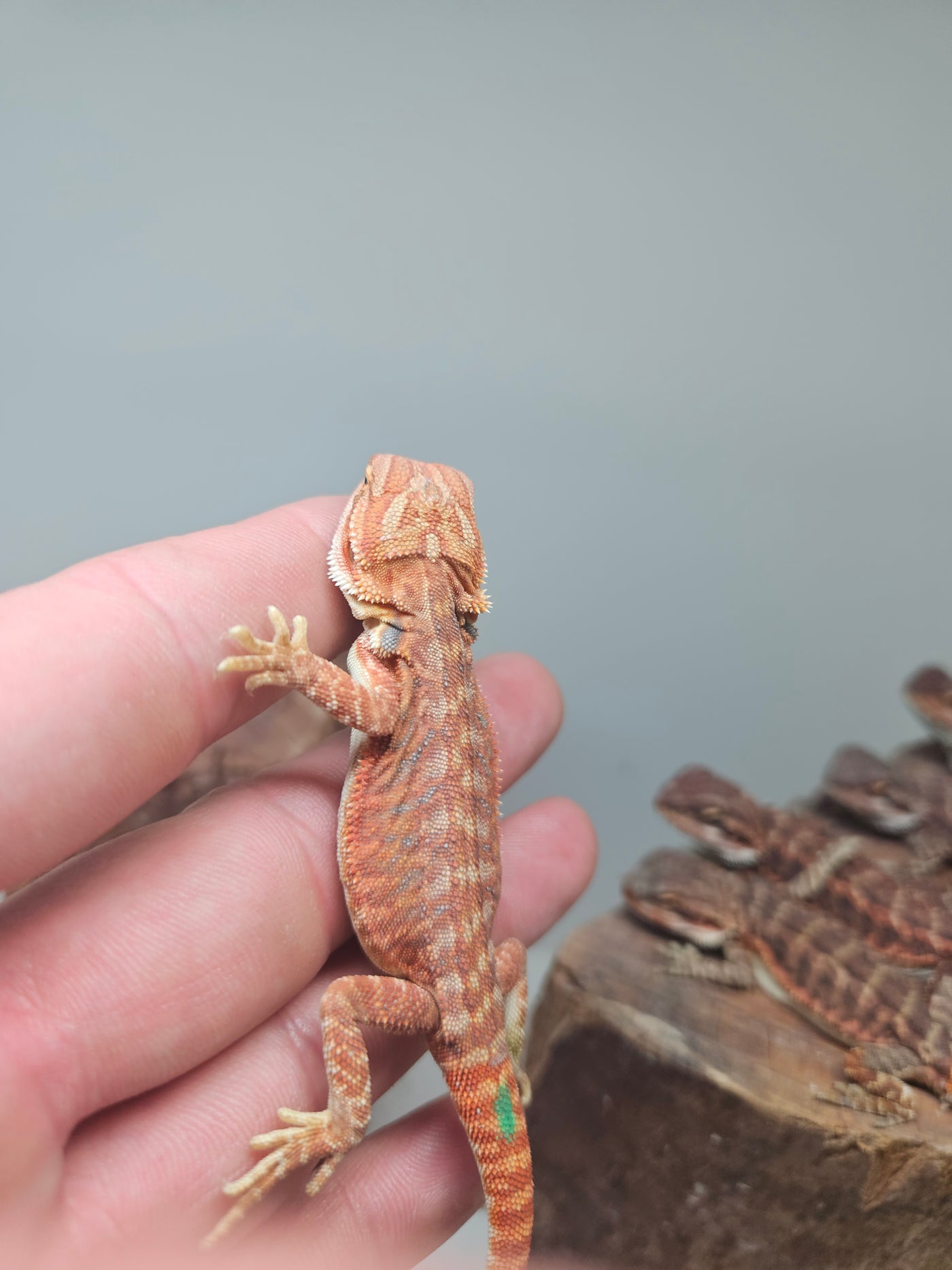 Orange Devil Hypo Het Trans
