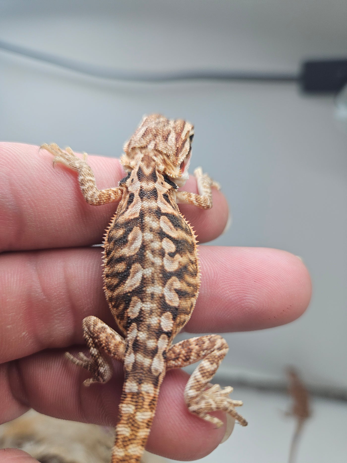 Red Phase Hypo Het Trans