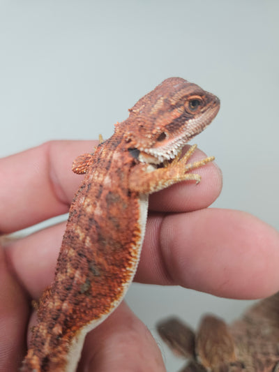 Red Devil Het Hypo Het Trans